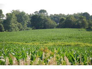 50+/- Acre farm with 44+/- tillable acres (to be newly surveyed).
Frontage on 2 roads.
Property consists of (2) separate tracts that are each approximately 25 acres.
Good productive soils currently in row crop production.

Possession - immediately following the harvest of the 2011 crop.

 - 50+/- Acre Farm